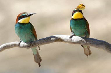 erkek & kadın Avrupa arı kuşugiller (arı kuşu apiaster) dal üzerinde tünemiş. erkek bulutlu sarı kelebek hediye Kur sırasında kadın geçer