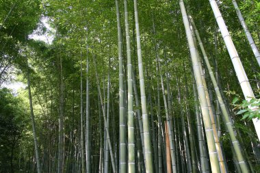 arashiyama bambu ormanında kyoto, Japonya, Asya.