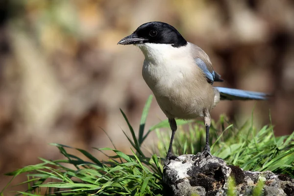 Urraca de alas azules (Cyanopica cyanus ) — Foto de Stock