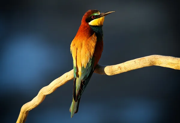 Abeja-comedor europeo (Merops apiaster) encaramado en una rama en el sol de la madrugada —  Fotos de Stock