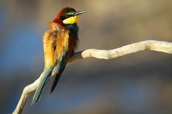 European Bee-eater (Merops apiaster) perched on a branch in the early morning sun — Stock Photo, Image