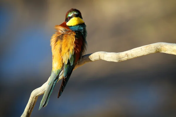 Vlha pestrá (merops apiaster) sedí na větvi v ranním slunci — Stock fotografie