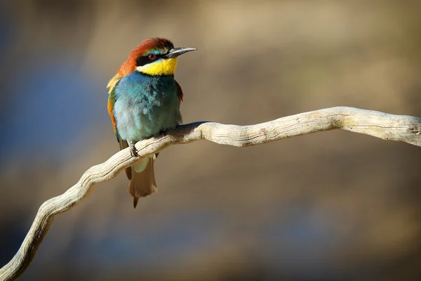 Comedor de abelhas europeu (Merops apiaster) empoleirado em um ramo no início do sol da manhã — Fotografia de Stock