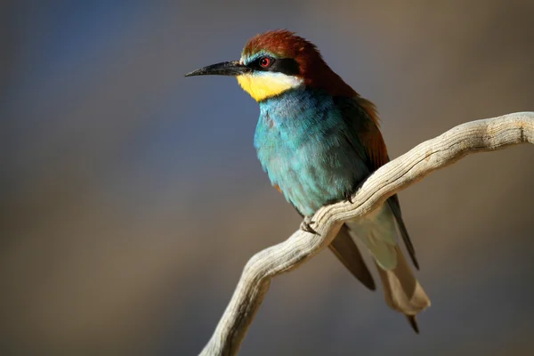 Vlha pestrá (merops apiaster) sedí na větvi v ranním slunci — Stock fotografie