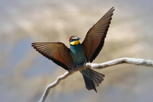 Abeja-comedor europeo (Merops apiaster) aterriza en una rama después del vuelo —  Fotos de Stock