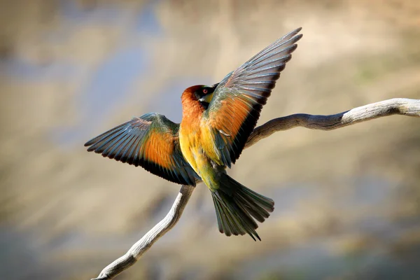 Бджолоїдка (merops apiaster) потрапляє на гілці після польоту — стокове фото