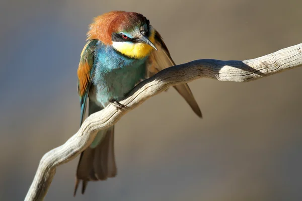 European Bee-eater (Merops apiaster) perched on a branch — Stock Photo, Image