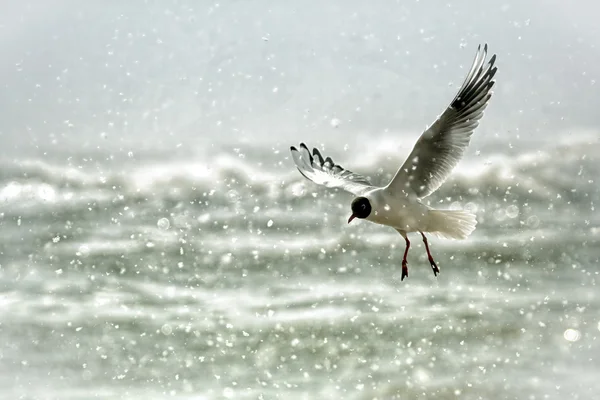 Racek chechtavý (larus ridibundus) v letu v zimě sněhem. přijata na přístav arbroath, angus, Skotsko. — Stock fotografie