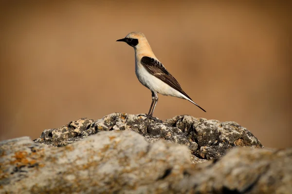 Wheatear de orejas negras (Oenanthe hispanica) posado sobre una roca a la luz del sol de la mañana. Imagen tomada en Segovia, España . — Foto de Stock