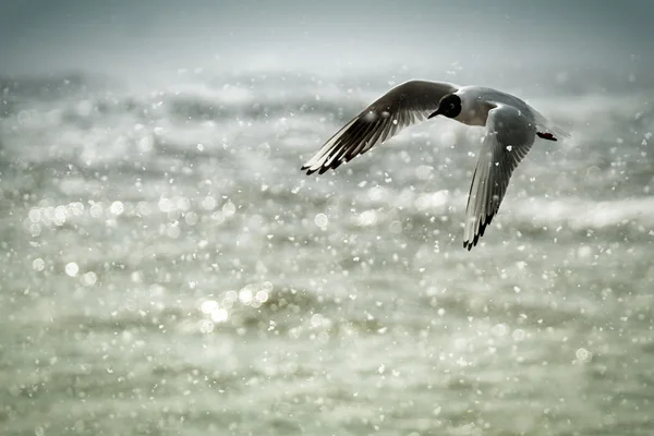 Gabbiano comune (larus ridibundus) in volo nella neve d'inverno. preso al porto di arbroath, angus, Scozia. — Zdjęcie stockowe