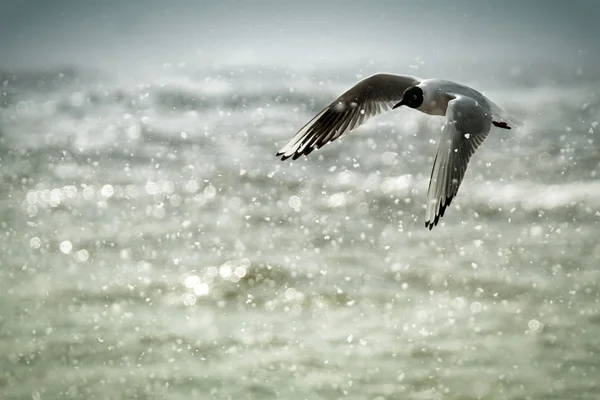 Skrattmås (larus ridibundus) i flygning i vinter snö. vidtas på arbroath hamn, angus, Skottland. — Stockfoto