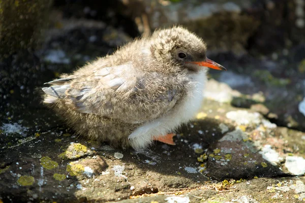 Arctic Tern (Sterna paradisaea) Pintainho — Fotografia de Stock