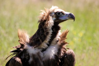 Kara akbaba veya boz akbabası (aegypius monachus)
