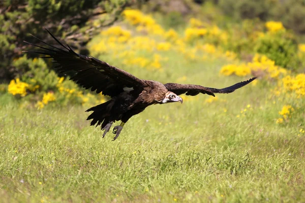Cinereous (Eurasian Black) Avvoltoio (Aegypius monachus) in volo — Foto Stock