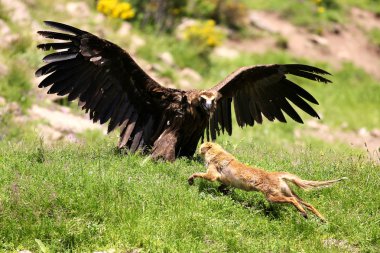 Kızıl Tilki (vulpes vulpes ile bir stand (Avrasya siyah) boz akbabası (aegypius monachus) vardır)