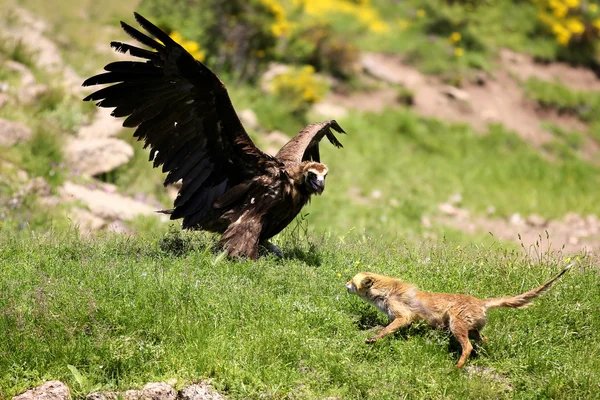 El buitre cinéreo (negro eurasiático) (Aegypius monachus) tiene un enfrentamiento con un zorro rojo (vulpes vulpes ) —  Fotos de Stock