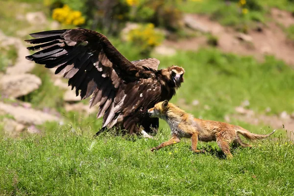 El buitre cinéreo (negro eurasiático) (Aegypius monachus) tiene un enfrentamiento con un zorro rojo (vulpes vulpes ) —  Fotos de Stock