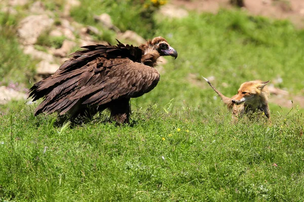 Cinereous (nero eurasiatico) Avvoltoio (Aegypius monachus) ha uno stand off con una volpe rossa (vulpes vulpes ) — Foto Stock