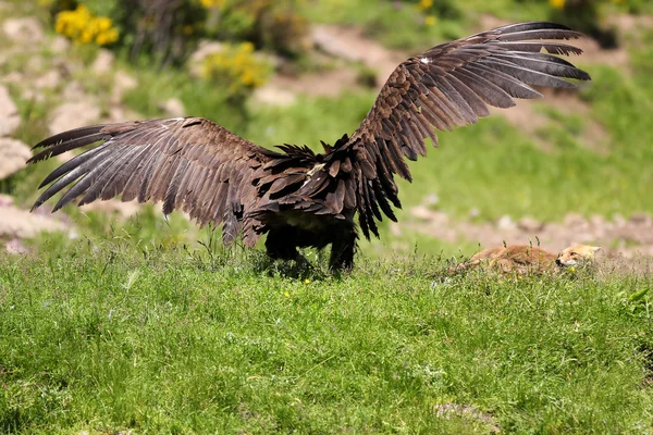 Cinereous (Eurasian Black) Vulture (Aegypius monachus) has a stand off with a Red Fox (vulpes vulpes) — Stock Photo, Image