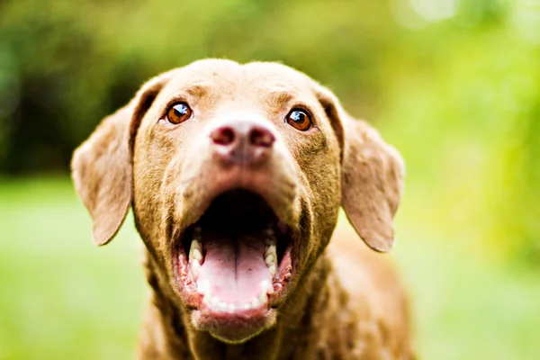 Cão: Feliz Retriever sorrindo para a câmera — Fotografia de Stock