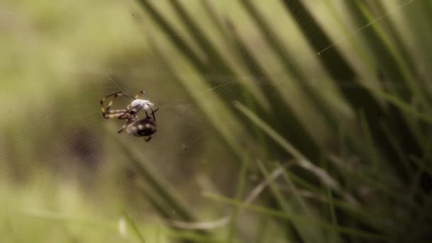 Spindel väva sitt byte, makro skott — Stockvideo