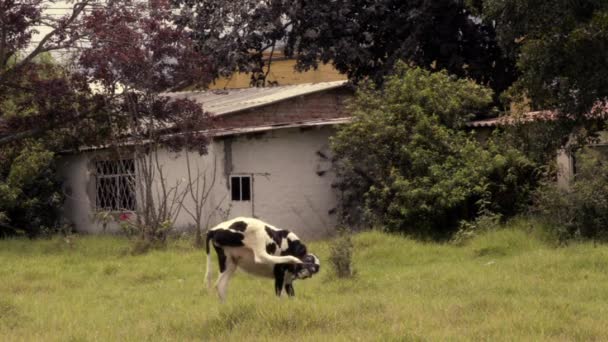 Kuh kratzt auf dem Hof Lizenzfreies Stock-Filmmaterial