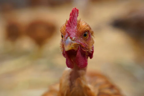 Hens and free range chickens in poultry farm.