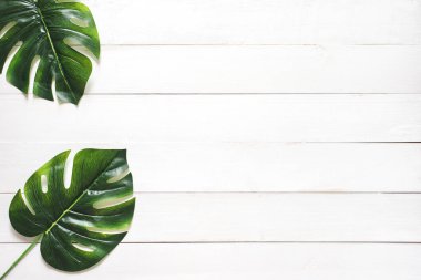 Yeşil Yaprak Beyaz Ahşap Arkaplan Doğa Kopya Alanı Tasarım ya da Kurgu Ürünleri