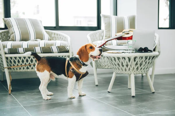 Beagle Dog Living Room Waiting His Owner — Stock Fotó