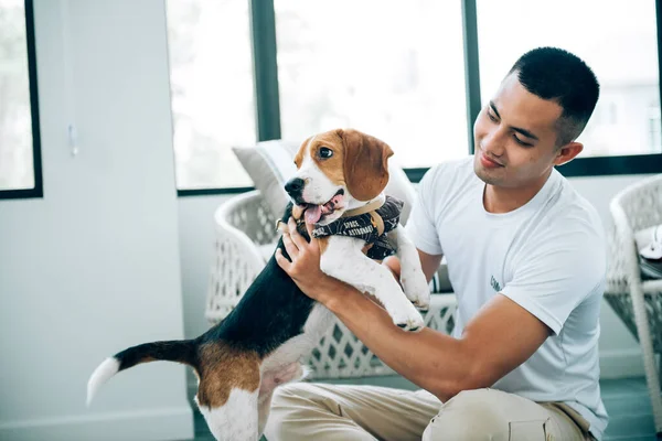 Young Adult Asian Man Playing Beagle Dog Living Room — Stock Fotó