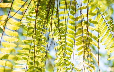 Yaratıcı yemyeşil Desen Yaprakları Doğa Dokusunun Arkaplanı