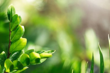 Yaratıcı yemyeşil Desen Yaprakları Doğa Dokusunun Arkaplanı
