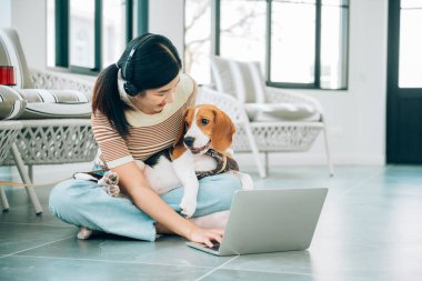 Young Freelancer Asian Woman Working Online via Social Media with Beagle Dog Using Laptop at Home Living Room