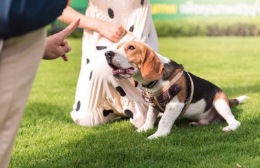 Genç yetişkin bir adamın parkta av köpeğiyle oynayıp antrenman yapmasını kapatın..