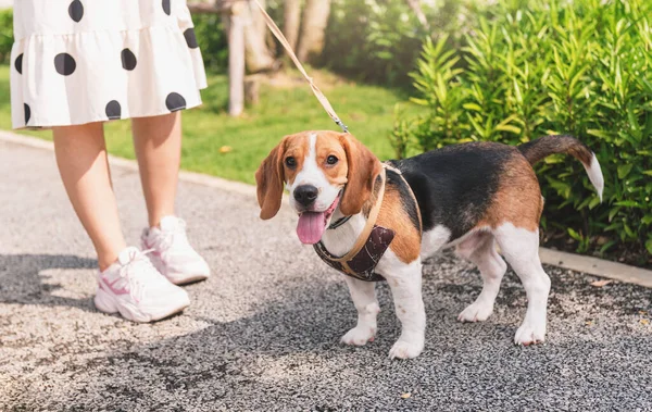 Közelkép Fiatal Felnőtt Játszik Edzés Beagle Kutya Parkban Szabadban — Stock Fotó