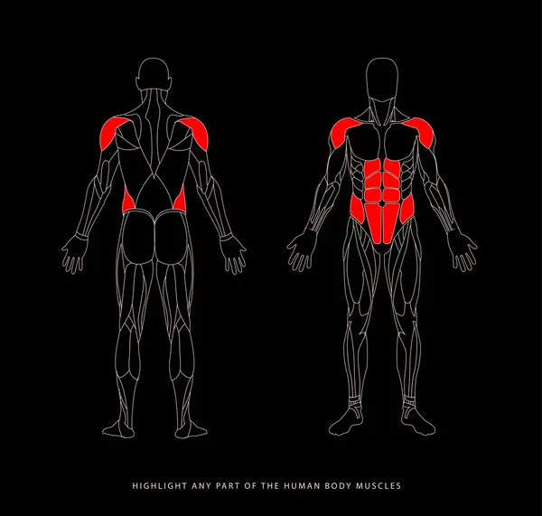 Músculo del cuerpo humano — Archivo Imágenes Vectoriales
