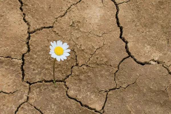 Fleur de marguerite dans le désert — Photo