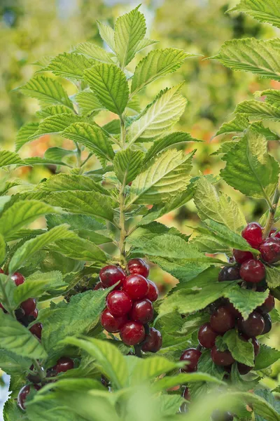 Dwarf cherry — Stock Image Dwarf cherry Royalty Free Stock Images
