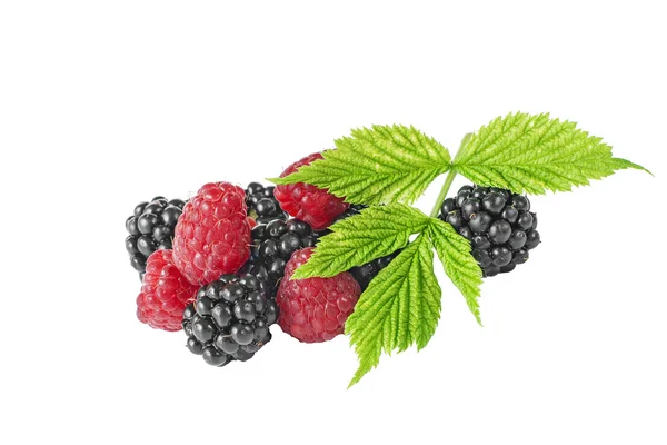 Brombeeren Himbeeren grünes Blatt auf weißem Hintergrund — Stockfoto