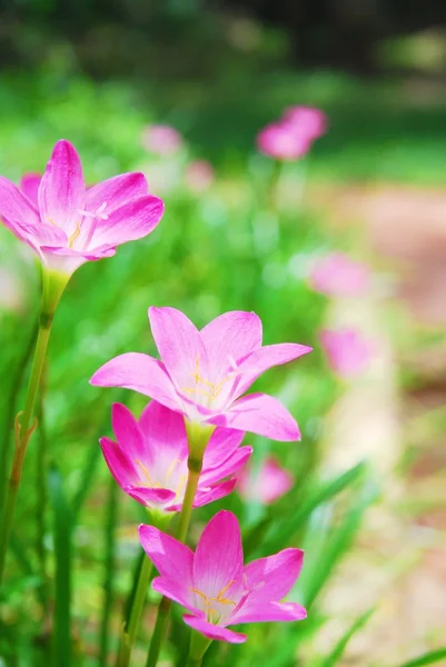 Pink flower garden — Stock Photo, Image
