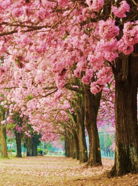 Pink flower trees is  romantic clipart