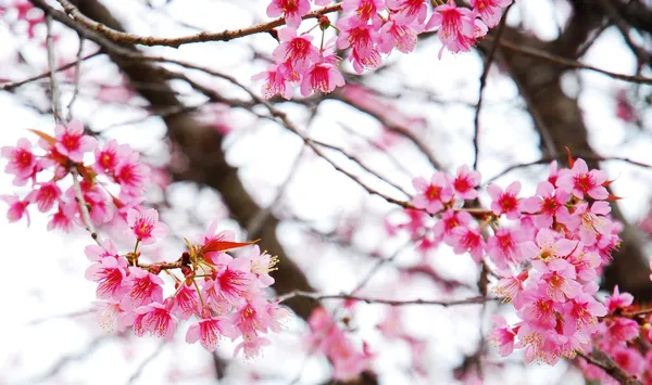 ピンクの花の木はロマンチックです ストックフォト