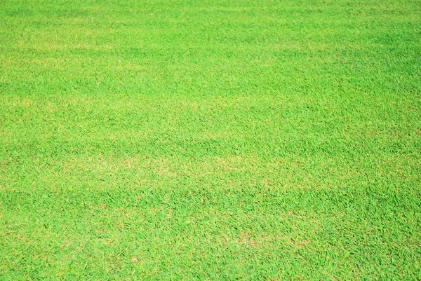 緑の草の質感の背景 — ストック写真