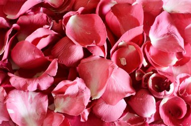 Beyaz arka planda gül yaprakları