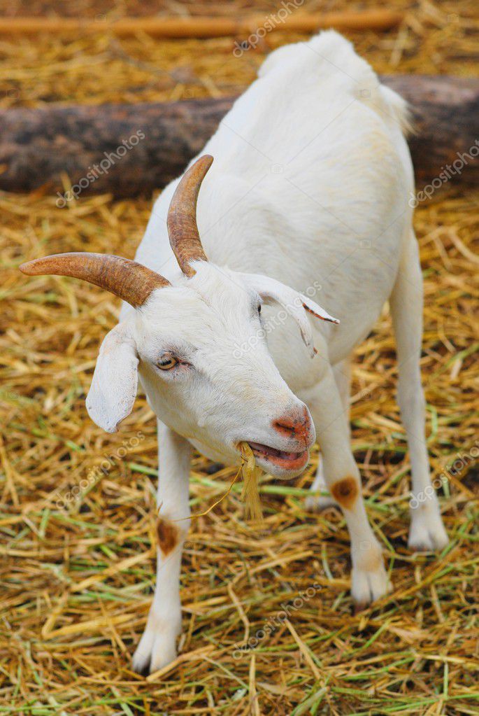 ヤギの動物 ストック写真 C Supattral ヤギの動物 ストック写真 C Supattral