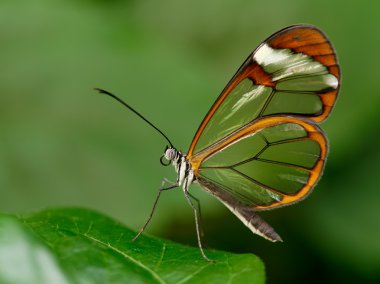 glasswinged kelebek
