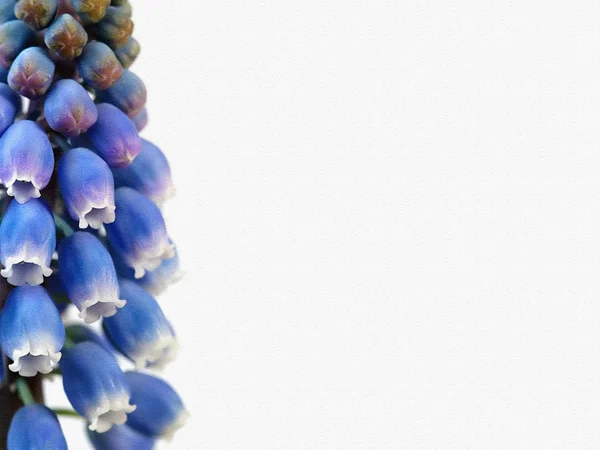 포도 히 아 신 스 양식에 일치 시키는 및 필터링