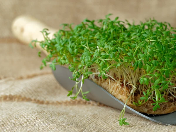 Garden cress üzerinde bahçe malası — Stok fotoğraf