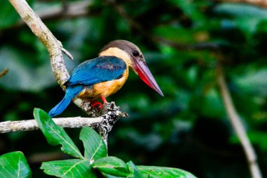 Beyaz boğazlı kral balıkçı. Yala Ulusal Parkı. Sri Lanka adası