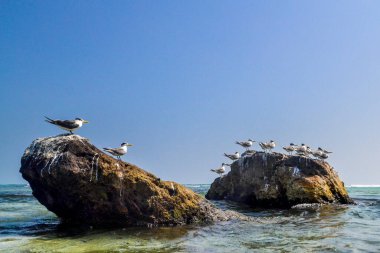 Sri Lanka adasının kıyısında büyük bir ibikli deniz kabuğu